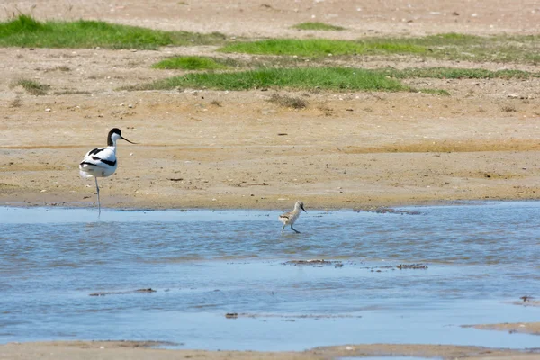 Pied avocet with little baby chick — Stock Photo, Image