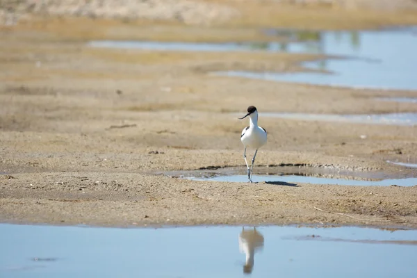 Pied avocat marche dans l'eau — Photo