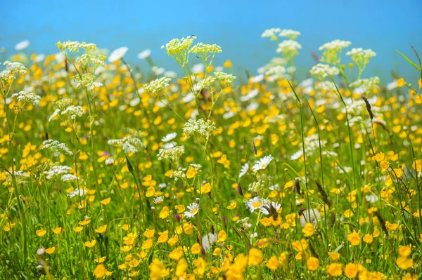Wild summer flowers — Stock Photo, Image