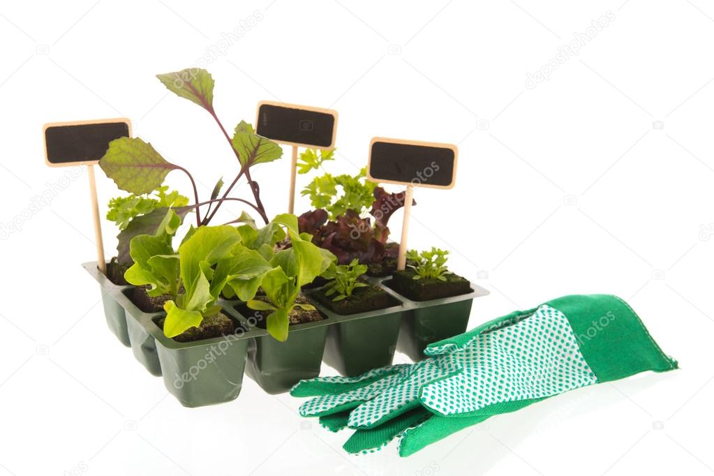 Vegetables and herbs for vegetable garden