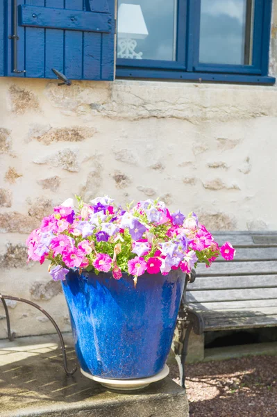 青い鍋のカラフルな花 — ストック写真