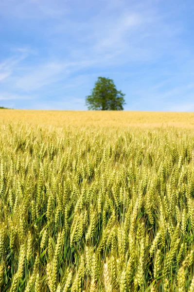 Зерно в полях — стокове фото