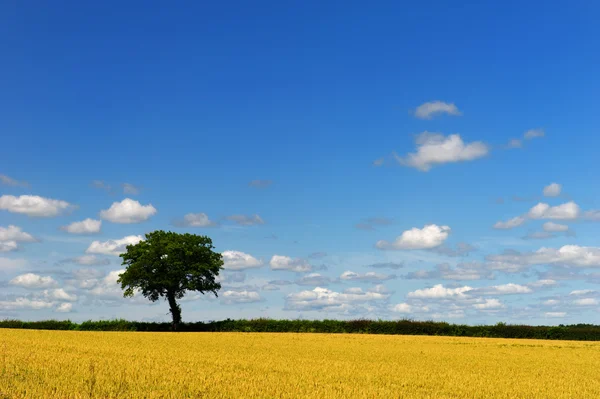 Wheat fields with tree — Stock Photo, Image