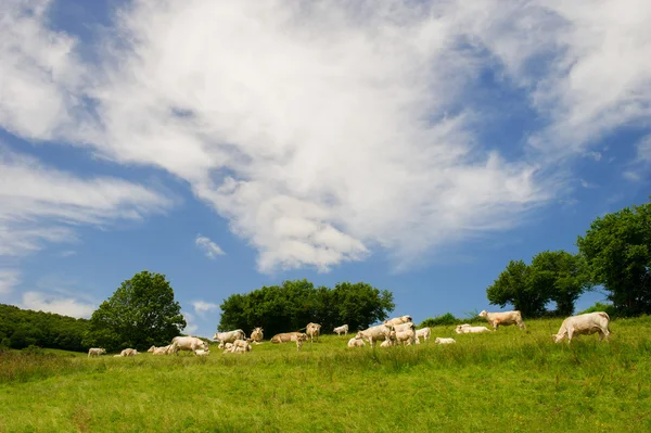 Witte charolais koeien in Frankrijk — Stockfoto