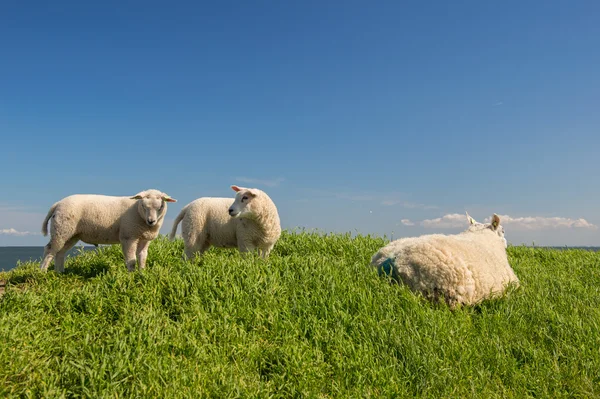 Schafe am Deich — Stockfoto
