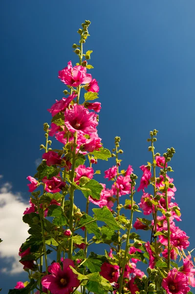 Hollyhock común rosa —  Fotos de Stock