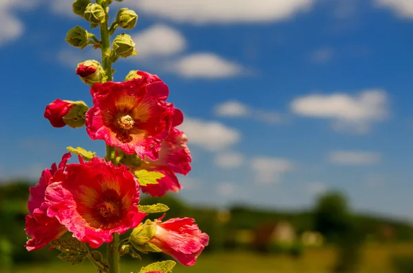 Detail of pink Common Hollyhock — Stock Photo, Image