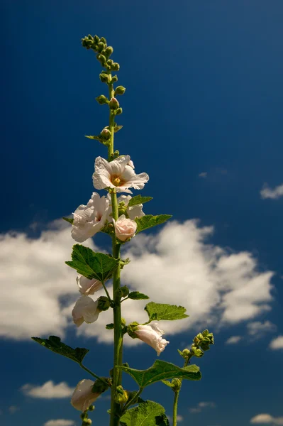 White Common Hollyhock — Stock Photo, Image