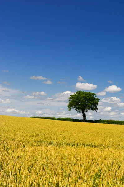 Пшеничные поля с деревом — стоковое фото