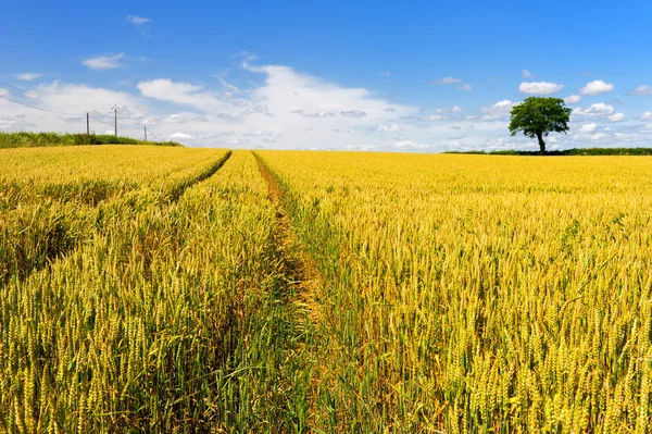Pšeničné pole s strom — Stock fotografie