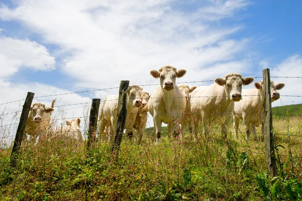 Vacas Charolais blancas en Francia —  Fotos de Stock