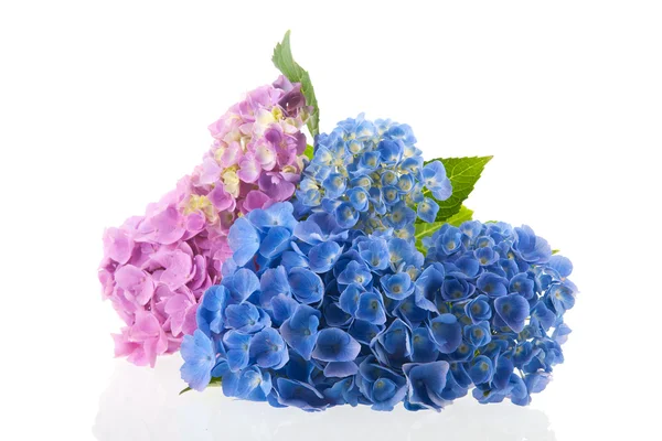 Hortensja różowy i niebieski — Zdjęcie stockowe