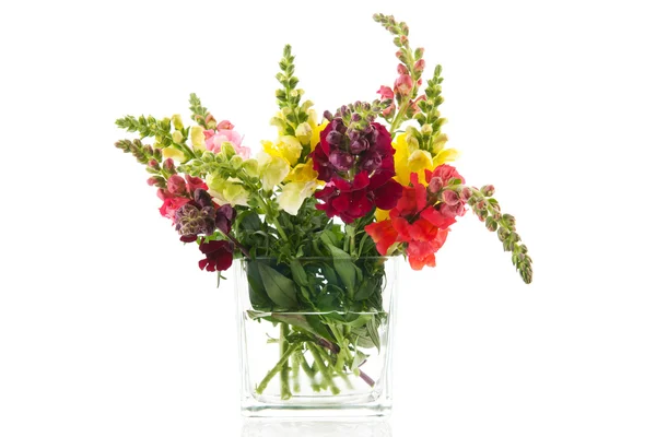 Smok kwiaty w szklanym wazonie — Zdjęcie stockowe