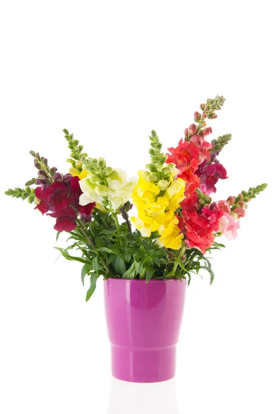 Dragon flowers in purple vase — Stock Photo, Image