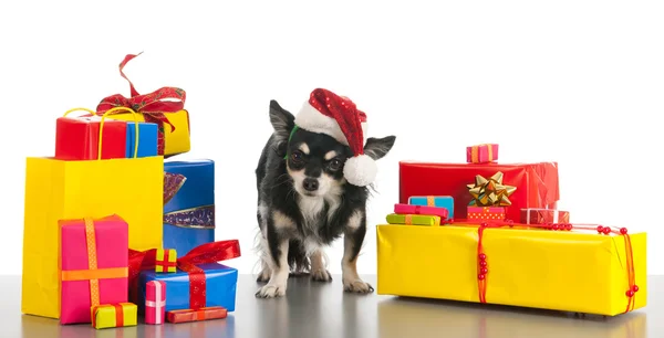 Little dog between the gifts — Stock Photo, Image