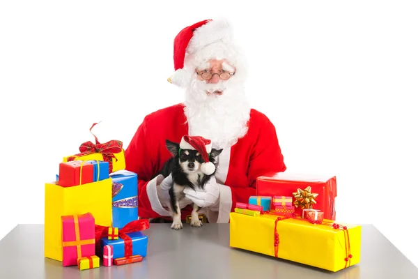 Little dog as gift for Christmas — Stock Photo, Image