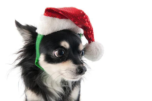 Čivava s santa claus klobouk — Stock fotografie