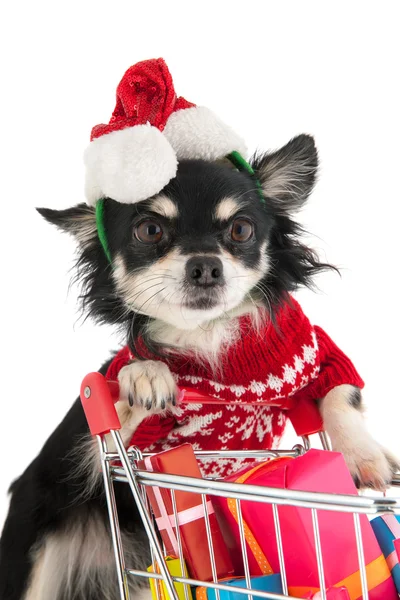Dog shopping for Christmas — Stock Photo, Image