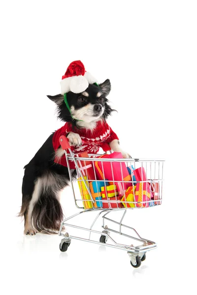 犬のクリスマスのショッピング — ストック写真