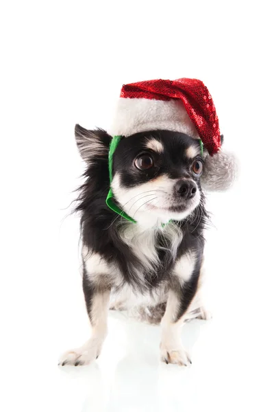 Zwarte chihuahua als santa claus — Stockfoto