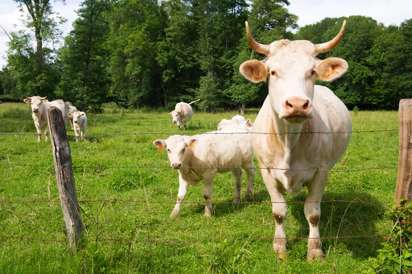Francia fehér tehenek — Stock Fotó