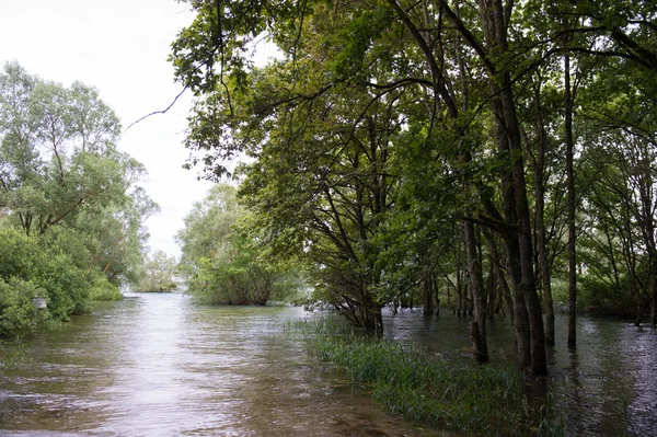 Flooding with trees in water — Stock Photo, Image