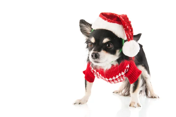 Chihuahua nero per Natale — Foto Stock