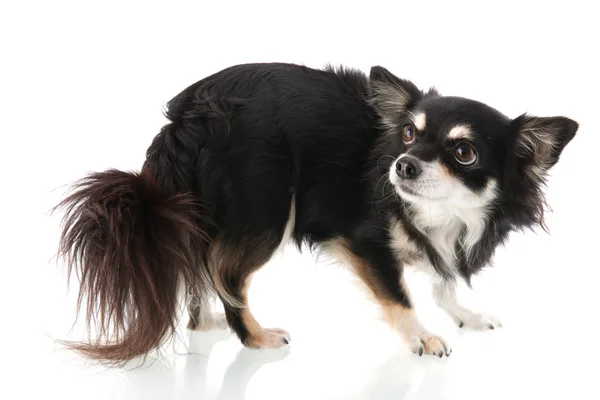 Black Chihuahua — Stock Photo, Image