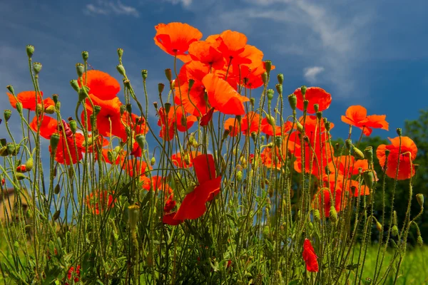 Amapolas rojas — Foto de Stock