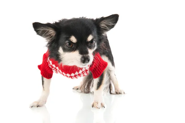 Chihuahua noir avec pull rouge — Photo