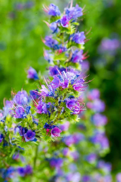 Blue weed — Stock Photo, Image