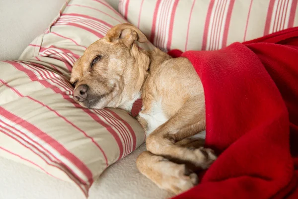 Hasta köpek. — Stok fotoğraf