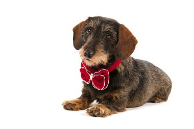 tel saçlı dachshund Noel yay ile