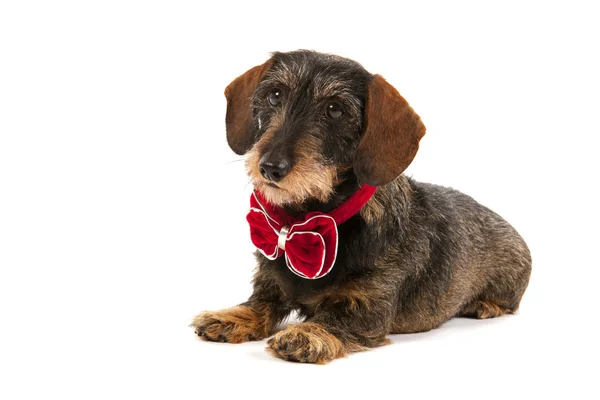 Wire haired dachshund with Christmas bow — Stock Photo, Image