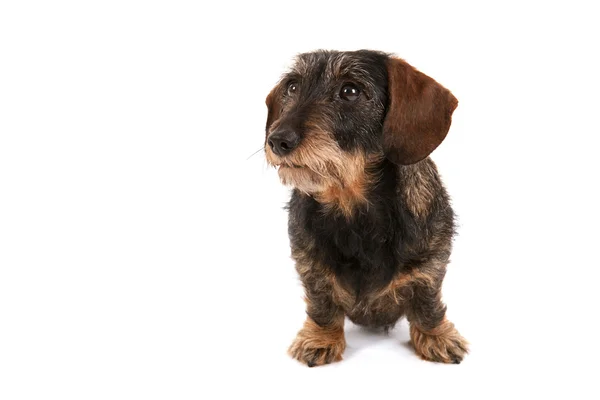 Wire haired dachshund — Stock Photo, Image