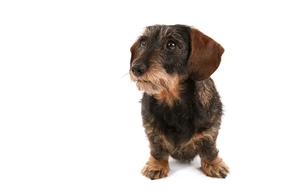 Dachshund de pelo de alambre — Foto de Stock