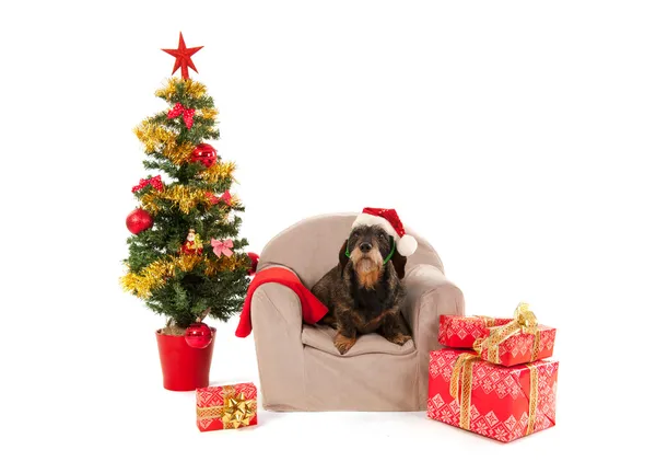 Dachshund sentado na cadeira com árvore de Natal — Fotografia de Stock