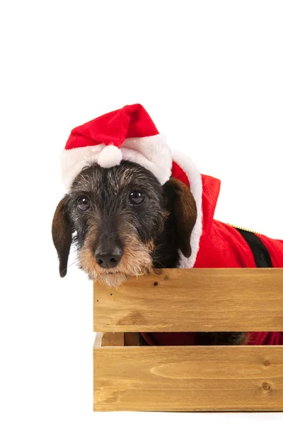 Fio peludo dachshund com terno de Natal em caixa de madeira — Fotografia de Stock