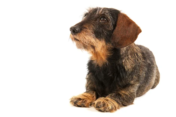 Wire haired dachshund — Stock Photo, Image