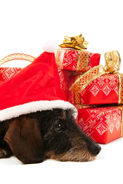 Cabelo fio dachshund com chapéu de Natal — Fotografia de Stock