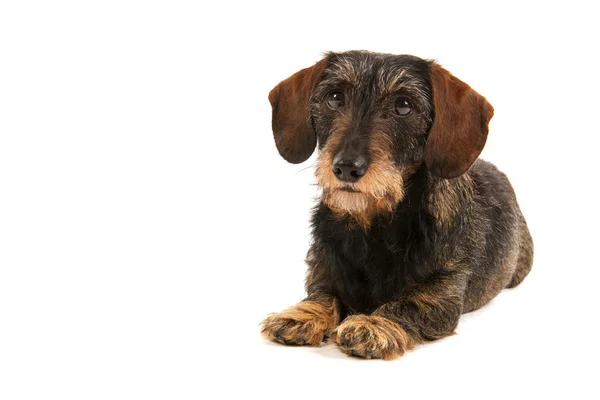 Tel saçlı dachshund — Stok fotoğraf