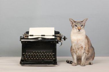 Siamese cat and type writer