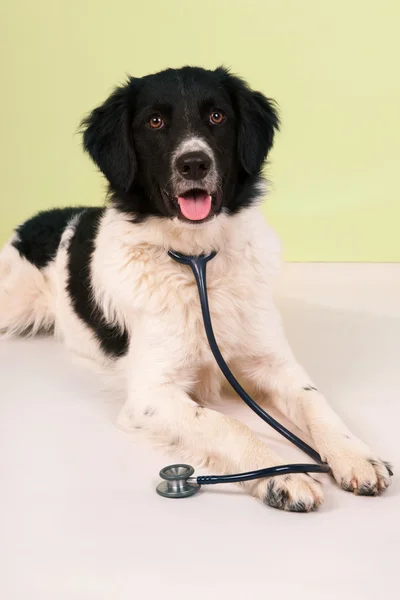 Perro en el veterinario — Foto de Stock