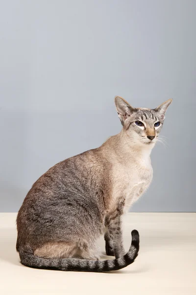 Siamese cat on gray background — Stock Photo, Image