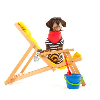 Wire haired dachshund at the beach clipart