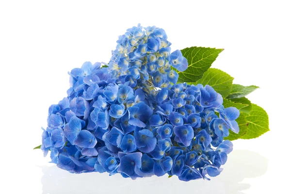 Kék hortenzia — Stock Fotó