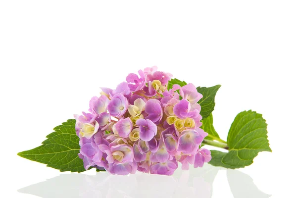 Roze hortensia — Stockfoto