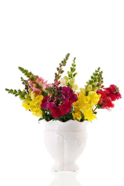 Dragon flowers in white vase — Stock Photo, Image