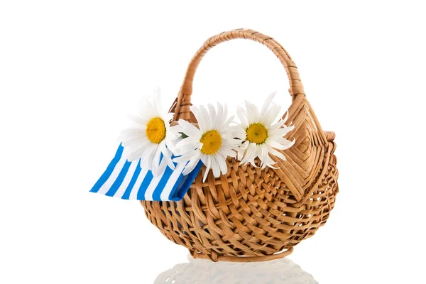 White daisies in wicker basket — Stock Photo, Image
