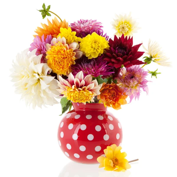 Bouquet Dahlias in red vase Royalty Free Stock Images